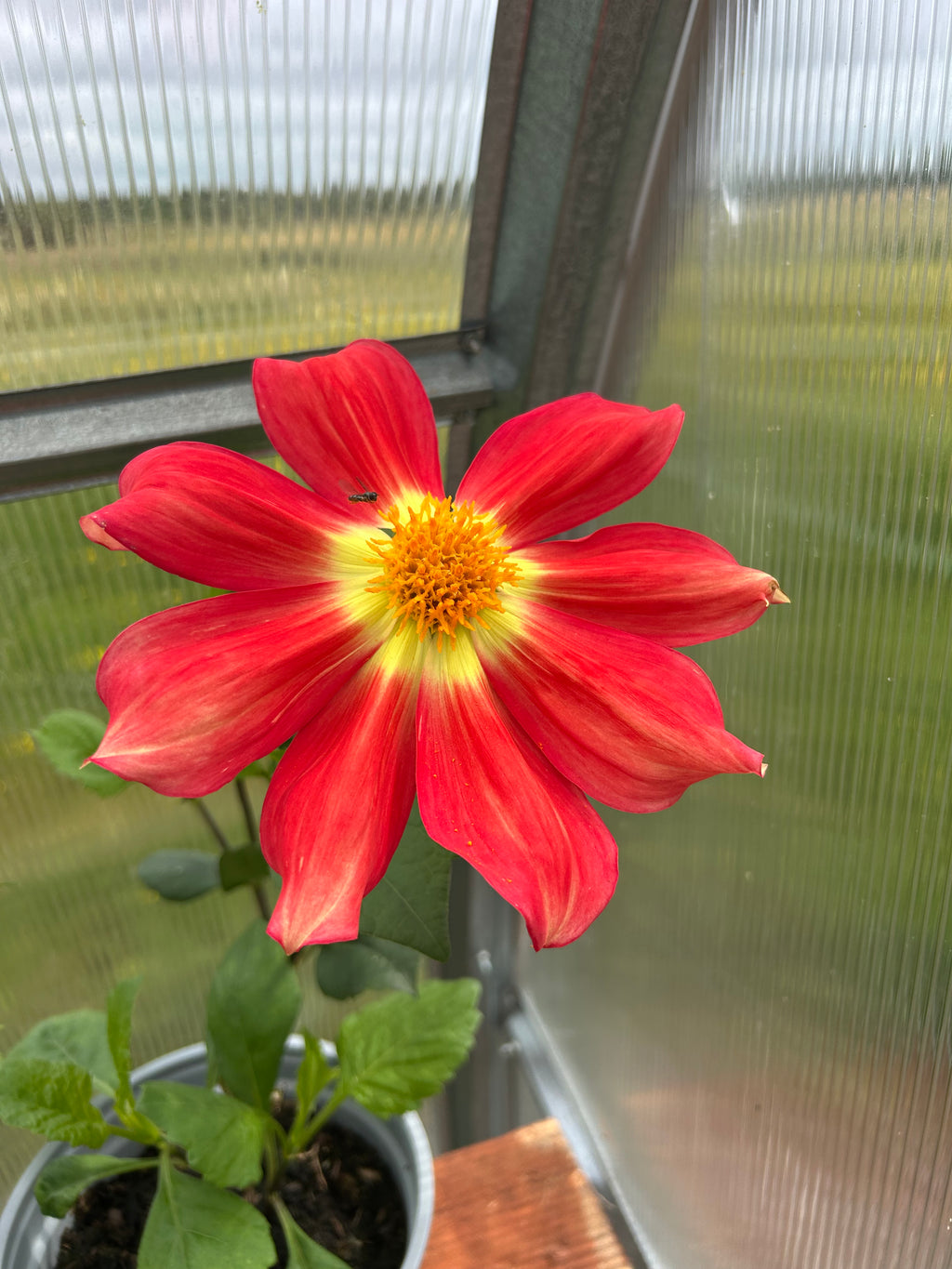 DISTINCTIVE DAHLIAS ROOTED CUTTIING