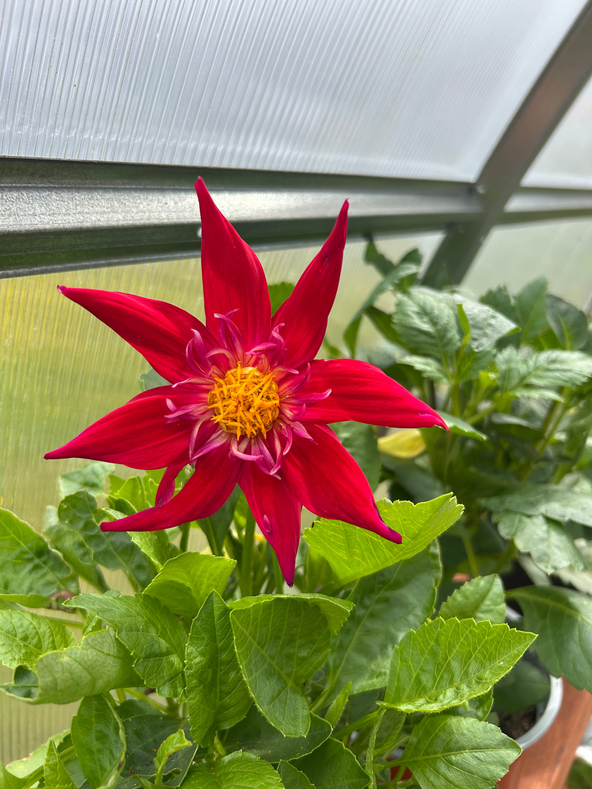 DISTINCTIVE DAHLIAS ROOTED CUTTIING