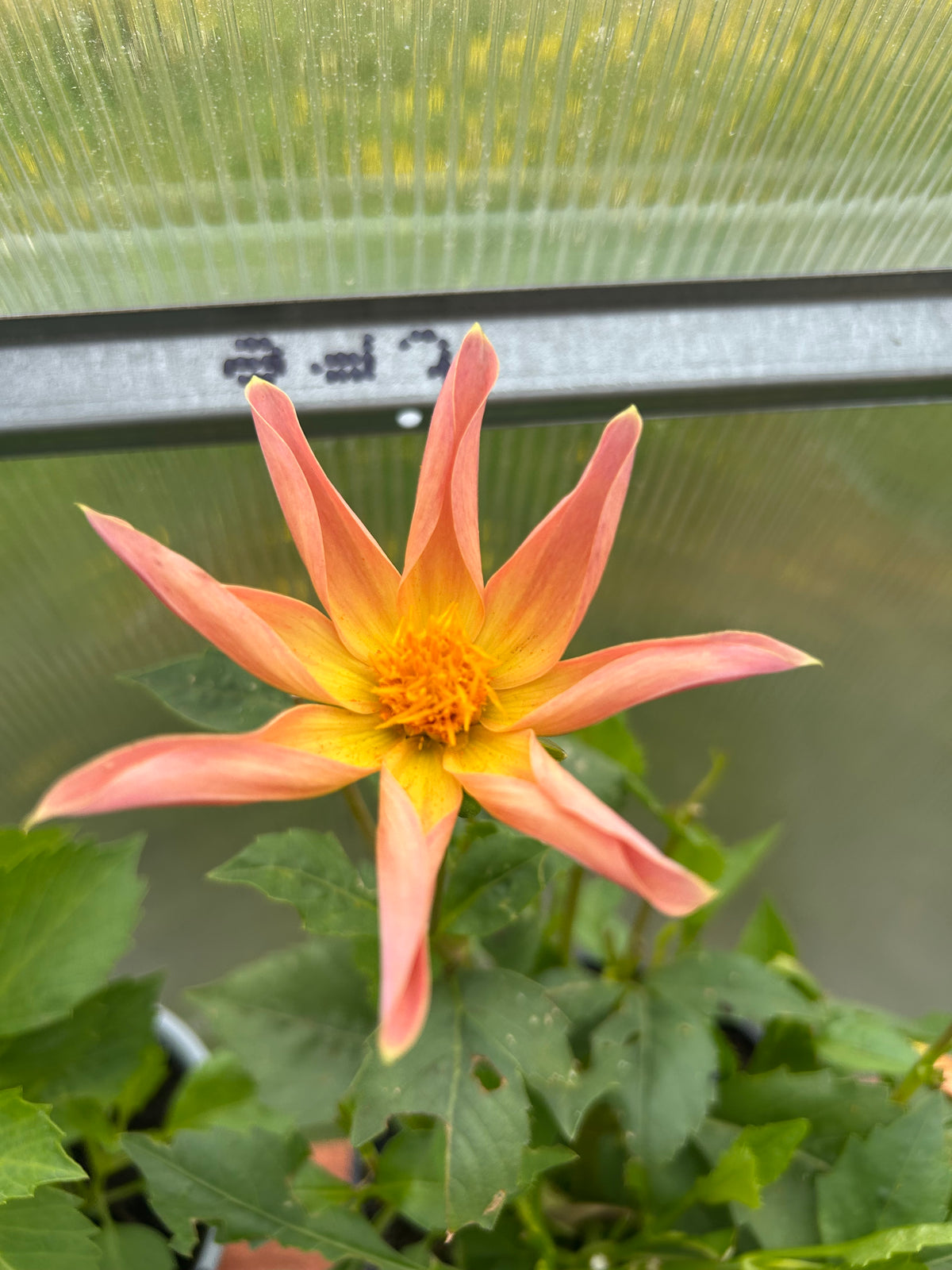 DISTINCTIVE DAHLIAS ROOTED CUTTIING
