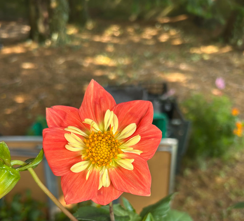 THE ROSE GARDEN COLLECTION DISTINCTIVE DAHLIAS FROM SEED