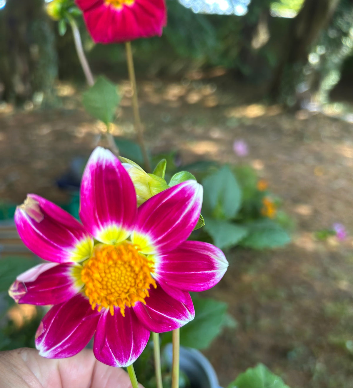 DISTINCTIVE DAHLIAS ROOTED CUTTIING