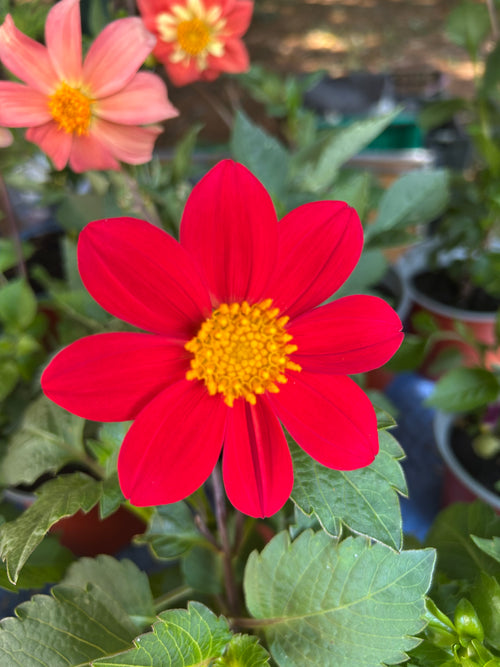 DISTINCTIVE DAHLIAS ROOTED CUTTIING