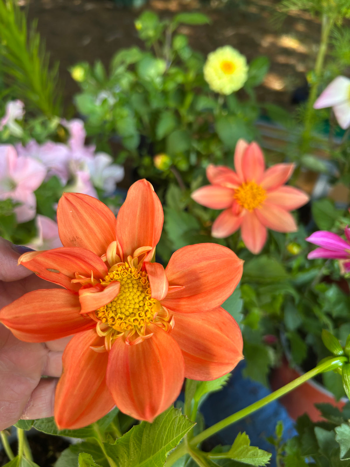 THE ROSE GARDEN COLLECTION DISTINCTIVE DAHLIAS FROM SEED