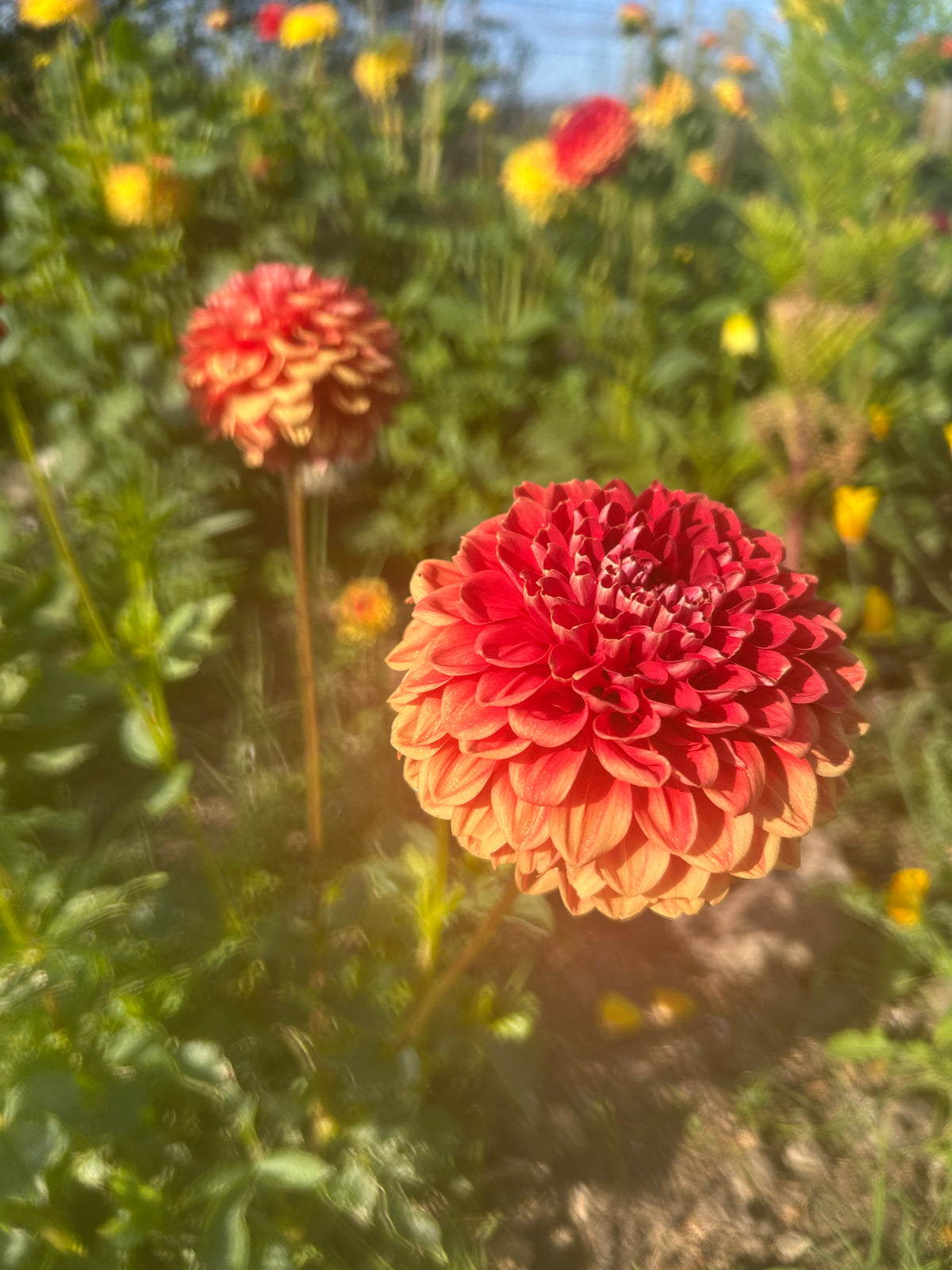 CLASSIC ROOTED DAHLIA CUTTING