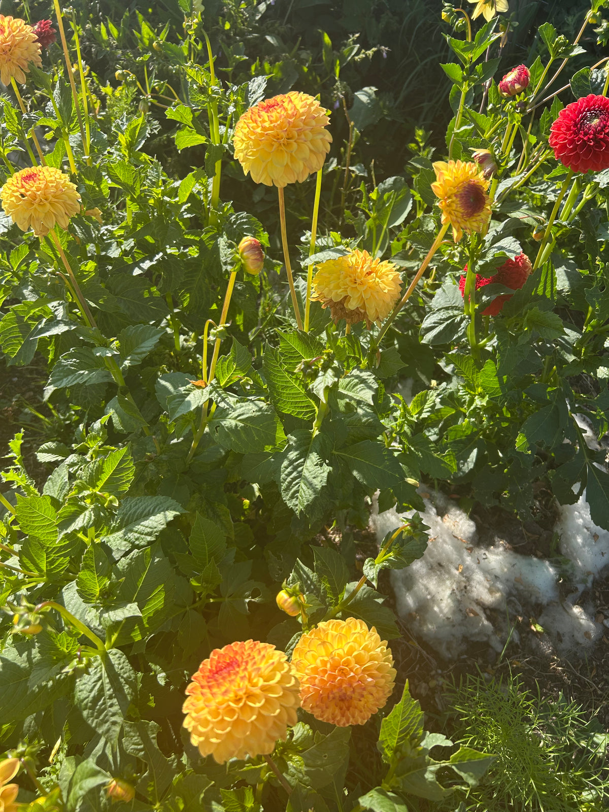 CLASSIC ROOTED DAHLIA CUTTING