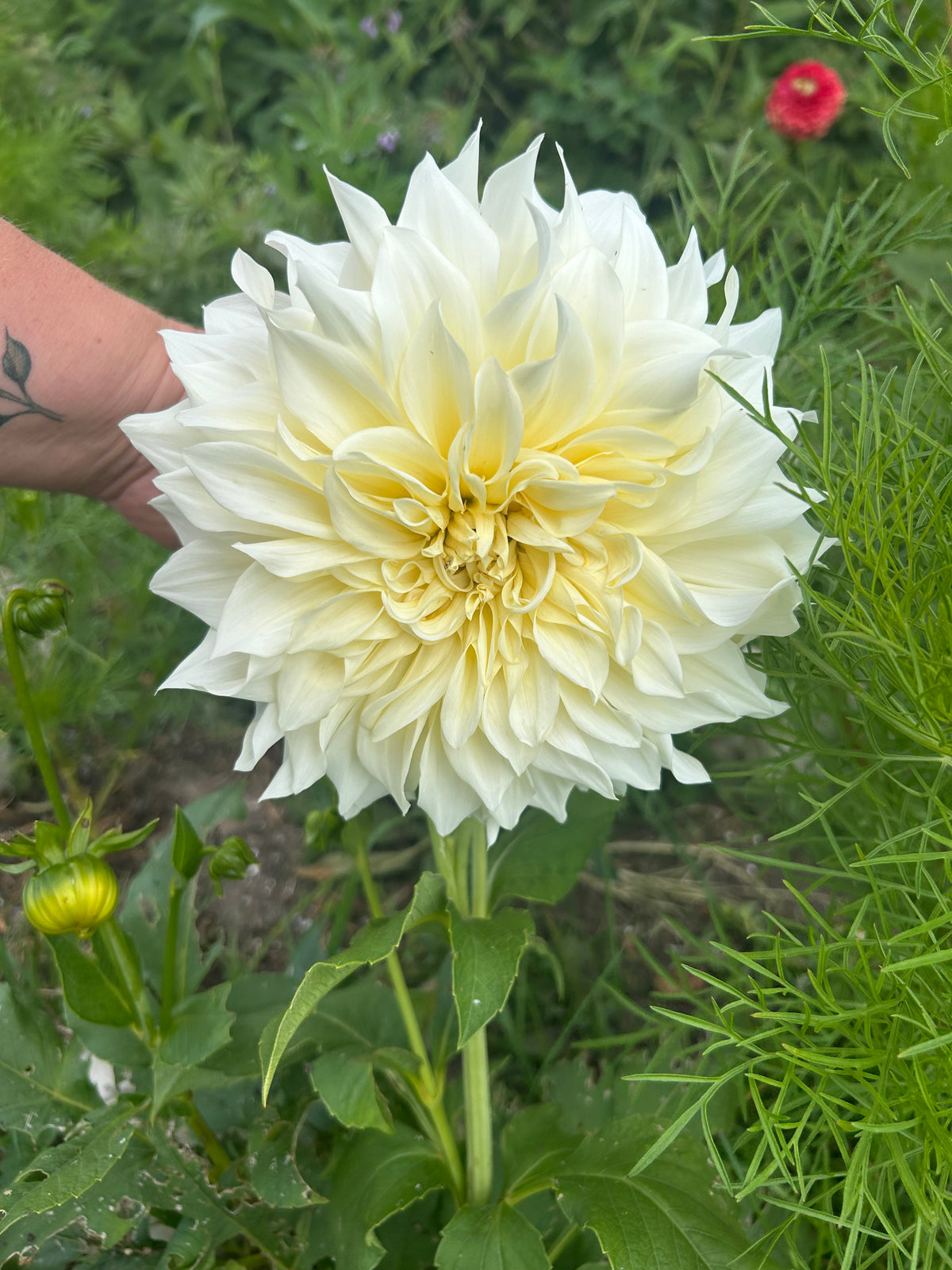 PREMIUM VERY LARGE DAHLIA ROOTED CUTTINGS