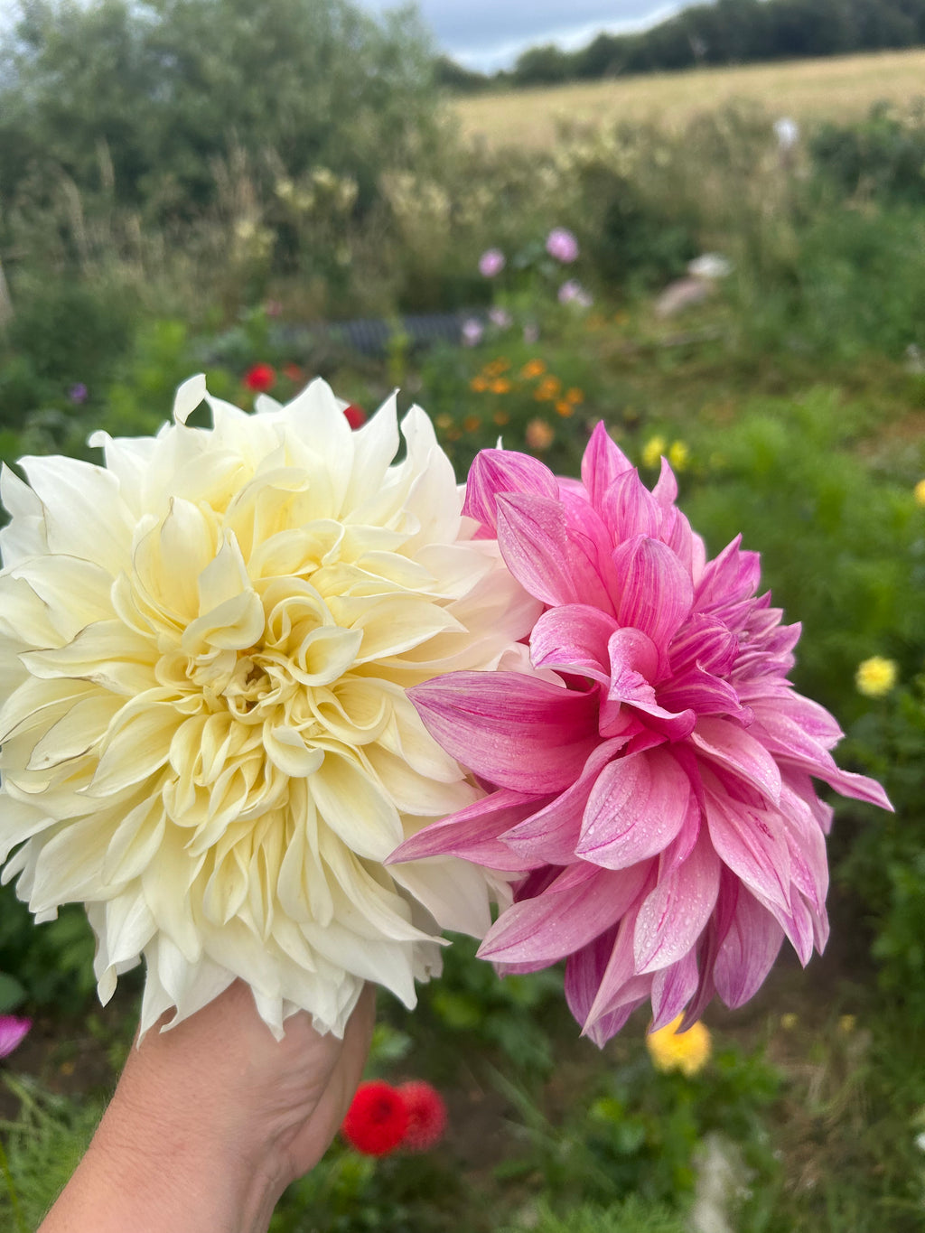 PREMIUM VERY LARGE DAHLIA ROOTED CUTTINGS