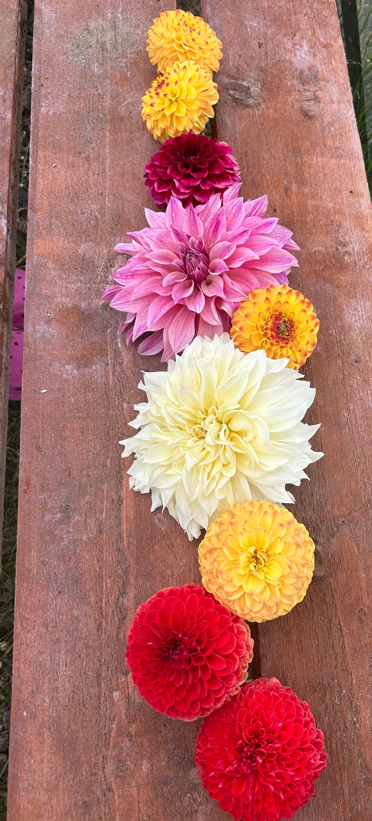 THE CUTTING GARDEN PLUG COLLECTION