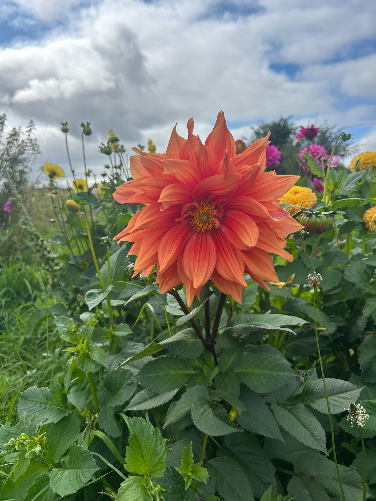 PREMIUM VERY LARGE DAHLIA ROOTED CUTTINGS