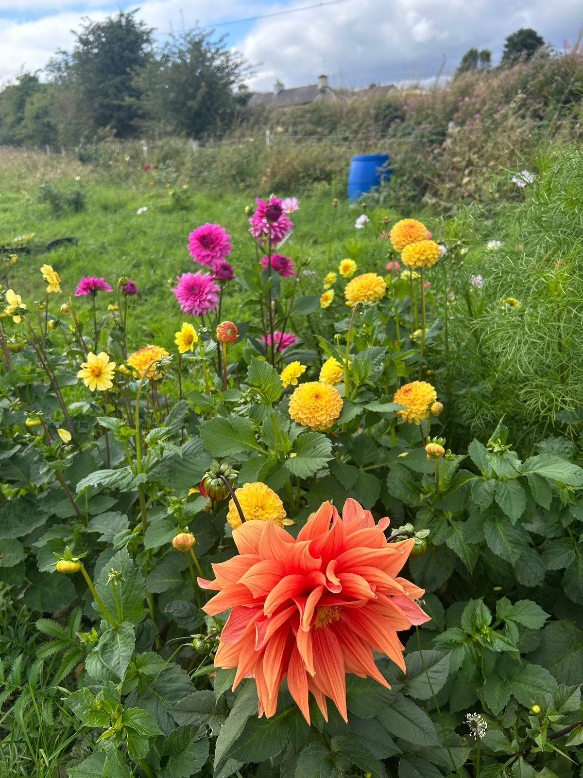 PREMIUM DAHLIA COLLECTION