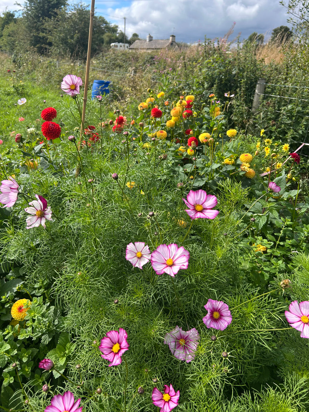 THE CUTTING GARDEN PLUG COLLECTION