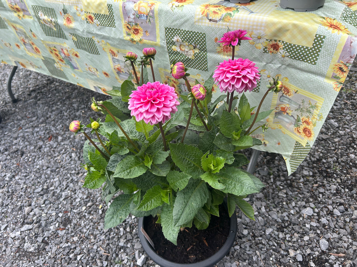 CLASSIC ROOTED DAHLIA CUTTING