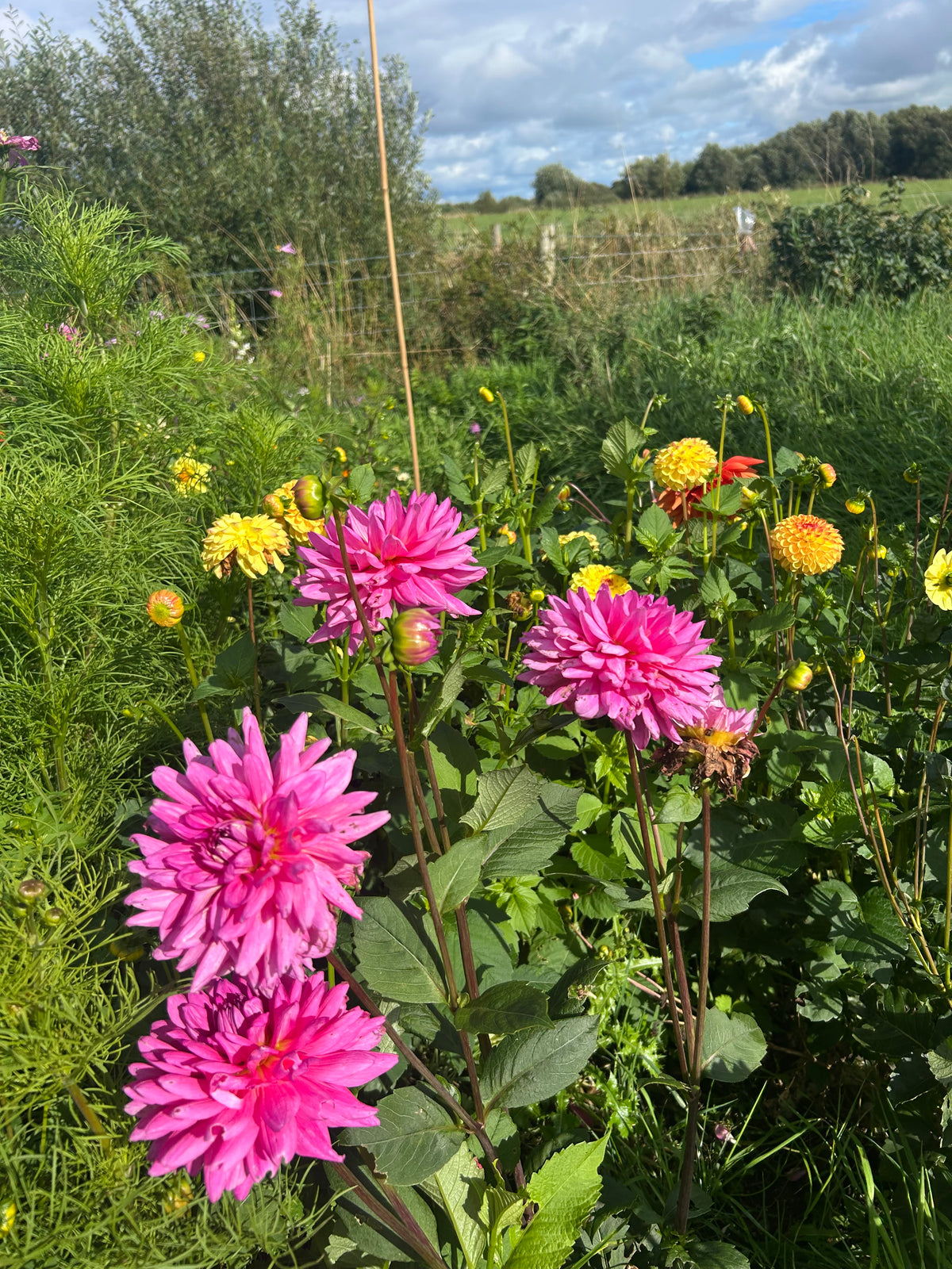 PREMIUM DAHLIA COLLECTION