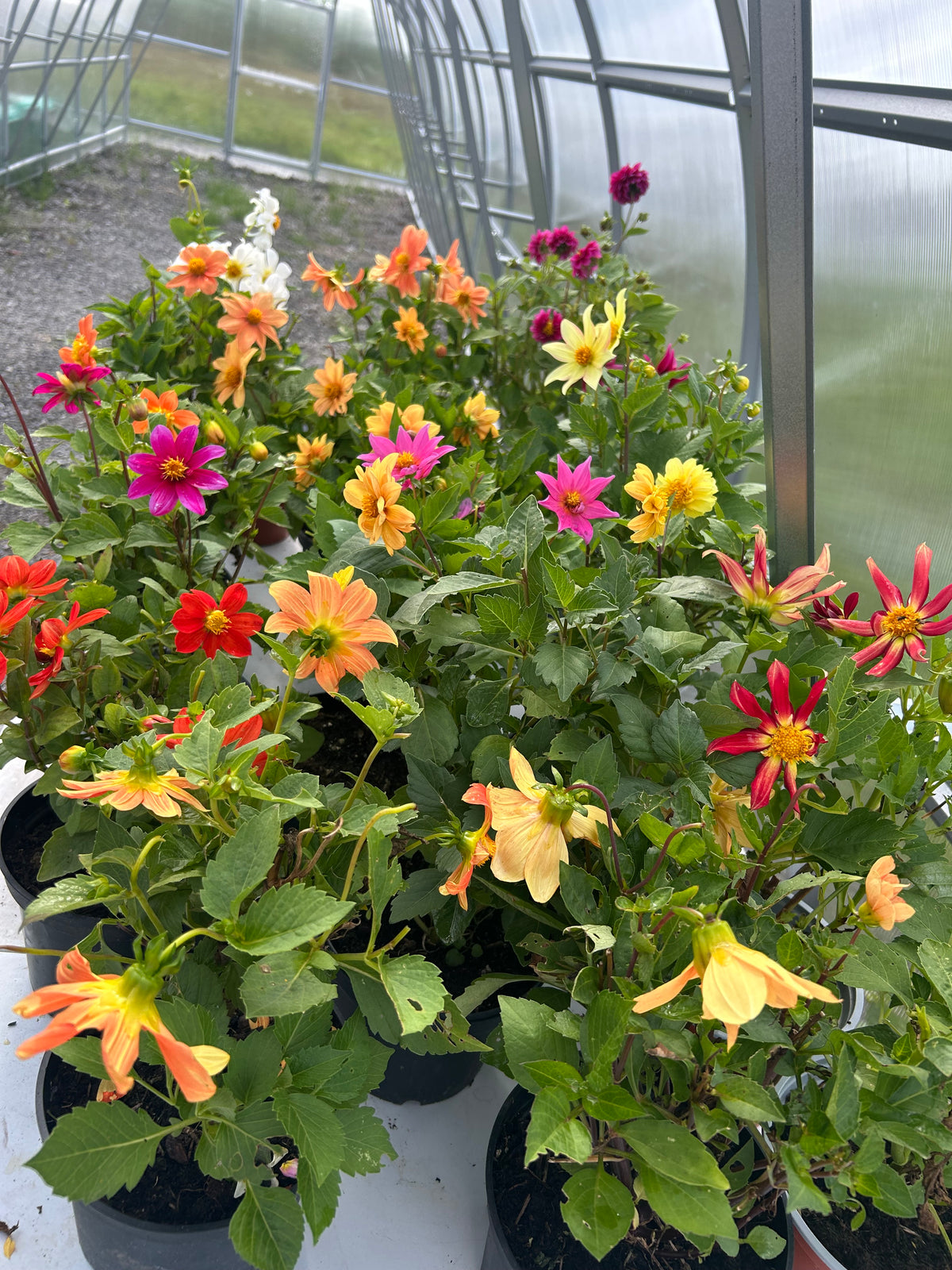 THE ROSE GARDEN COLLECTION DISTINCTIVE DAHLIAS FROM SEED
