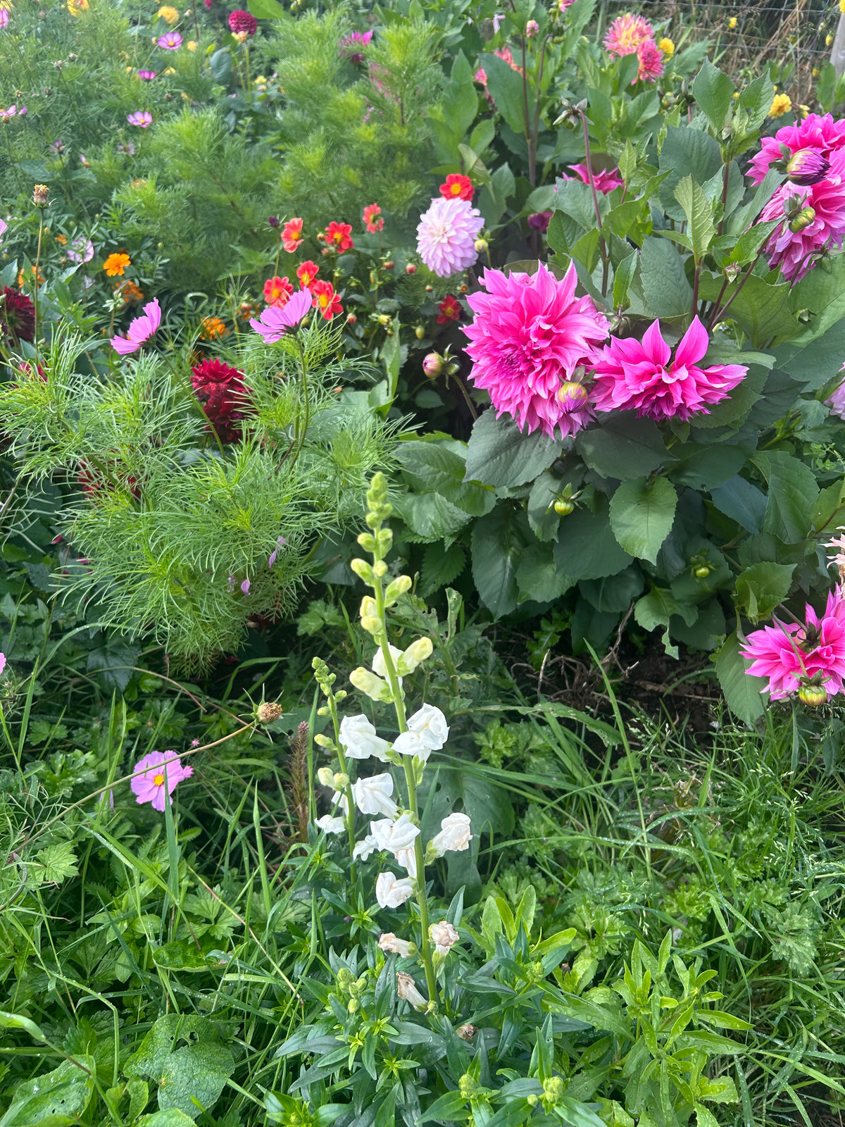 CLASSIC ROOTED DAHLIA CUTTING