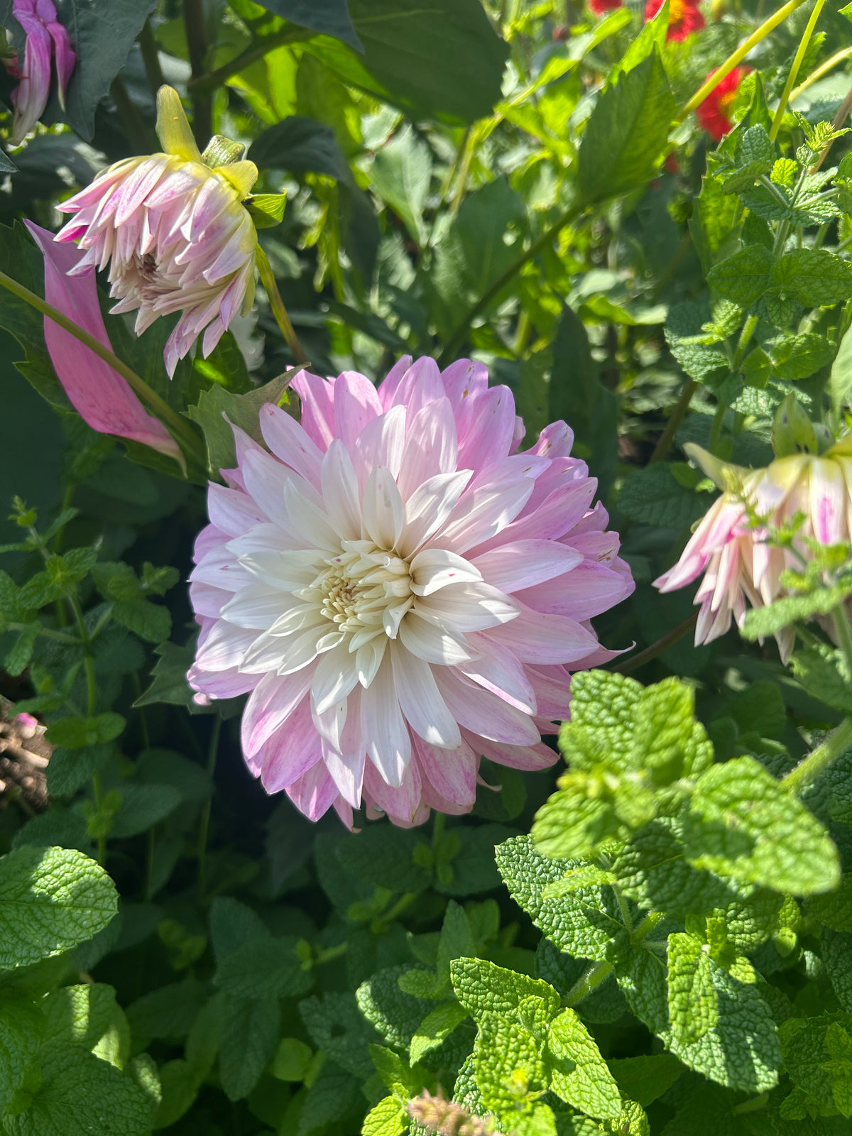 PREMIUM DAHLIA COLLECTION