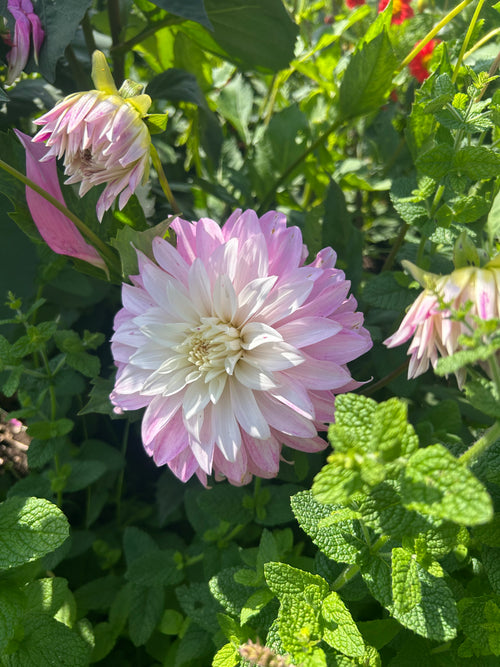 PREMIUM DAHLIA COLLECTION