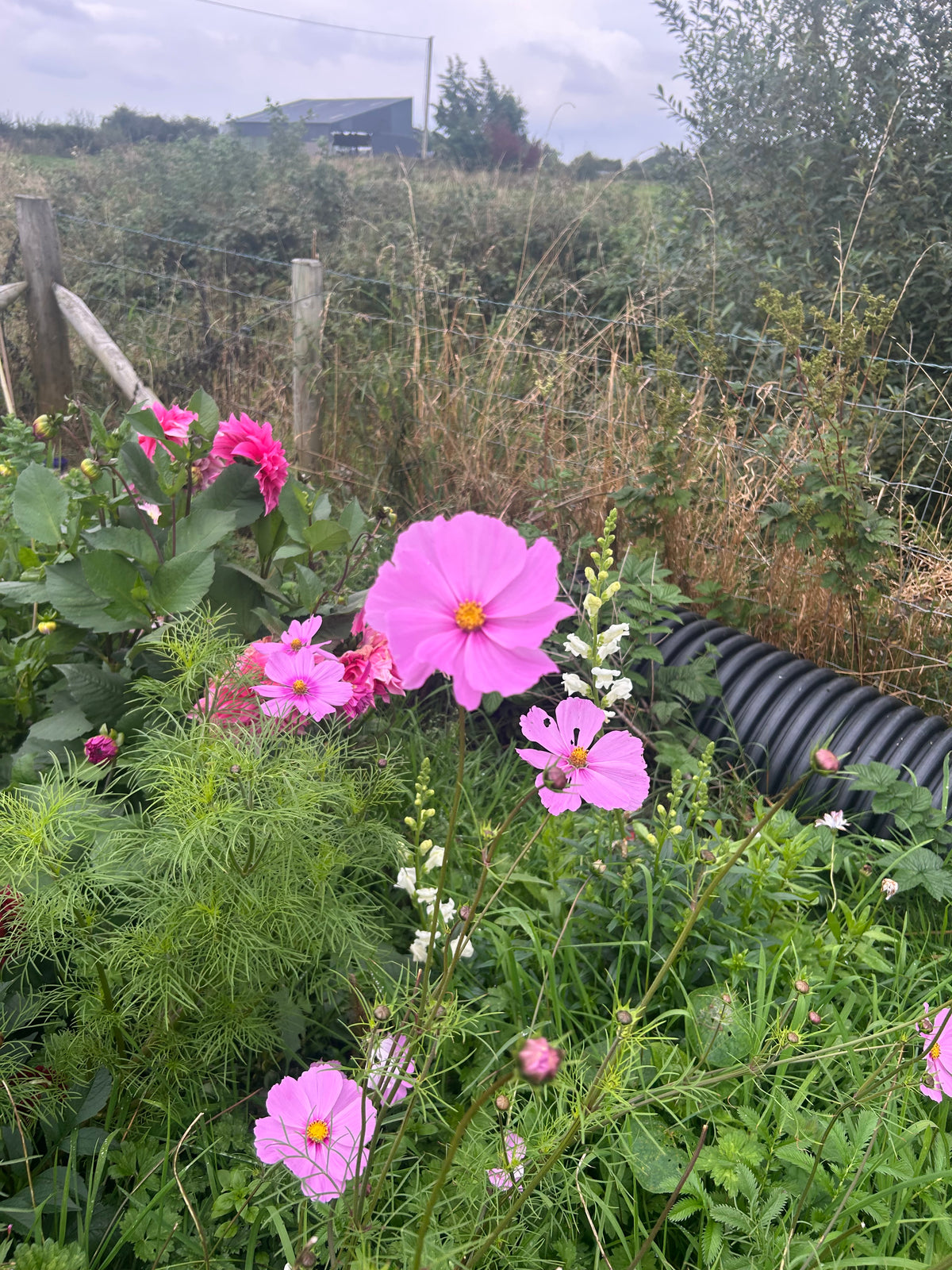 THE CUTTING GARDEN PLUG COLLECTION