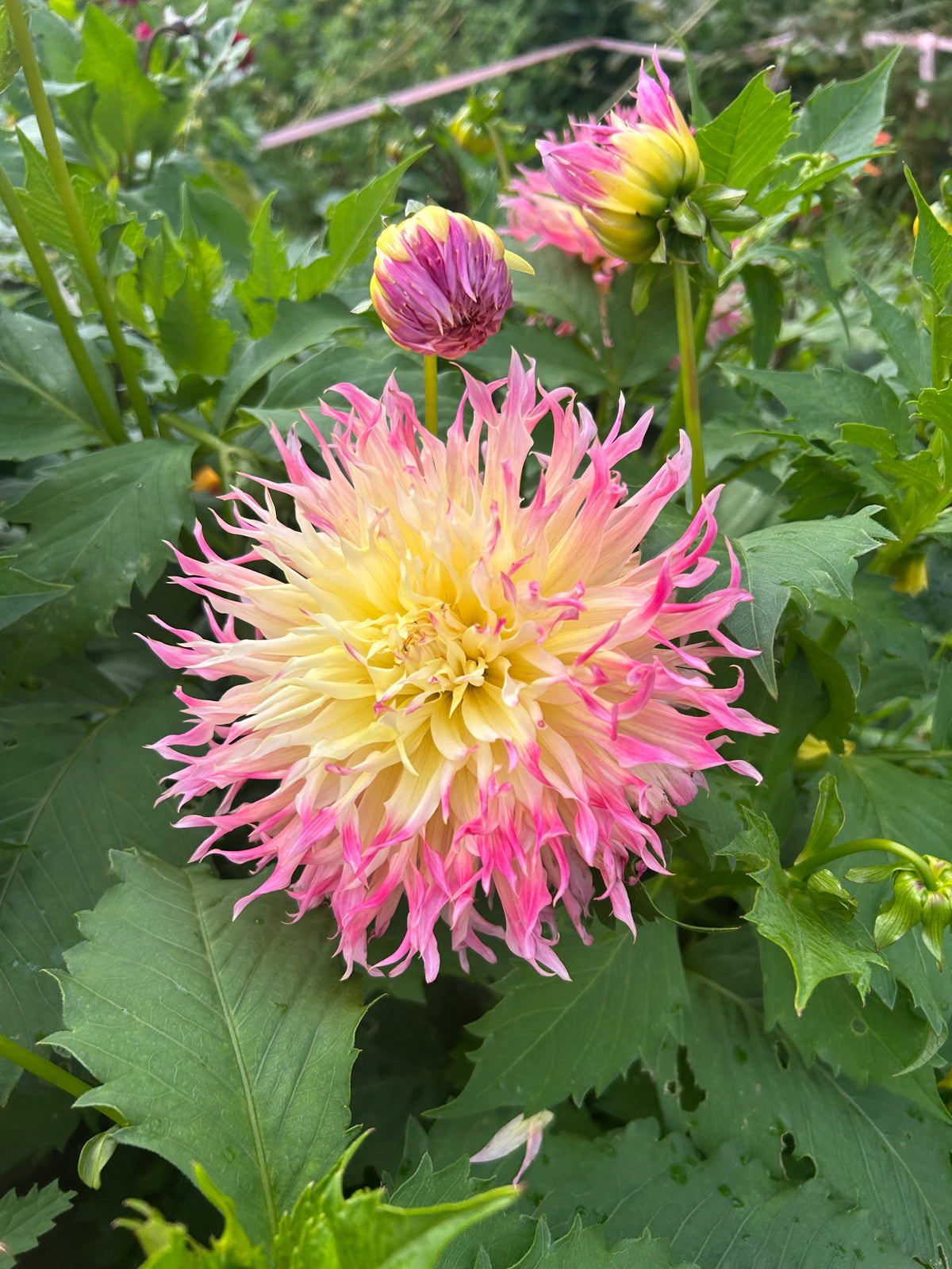PREMIUM DAHLIA COLLECTION