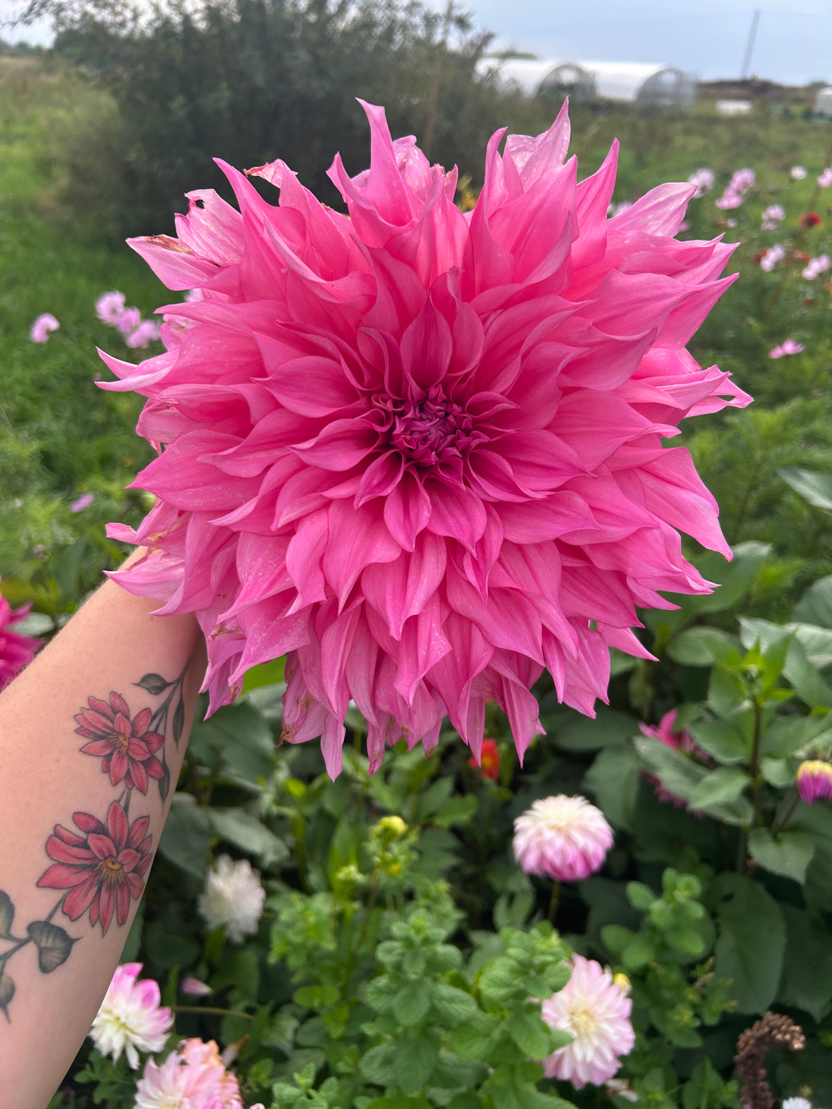 PREMIUM VERY LARGE DAHLIA ROOTED CUTTINGS