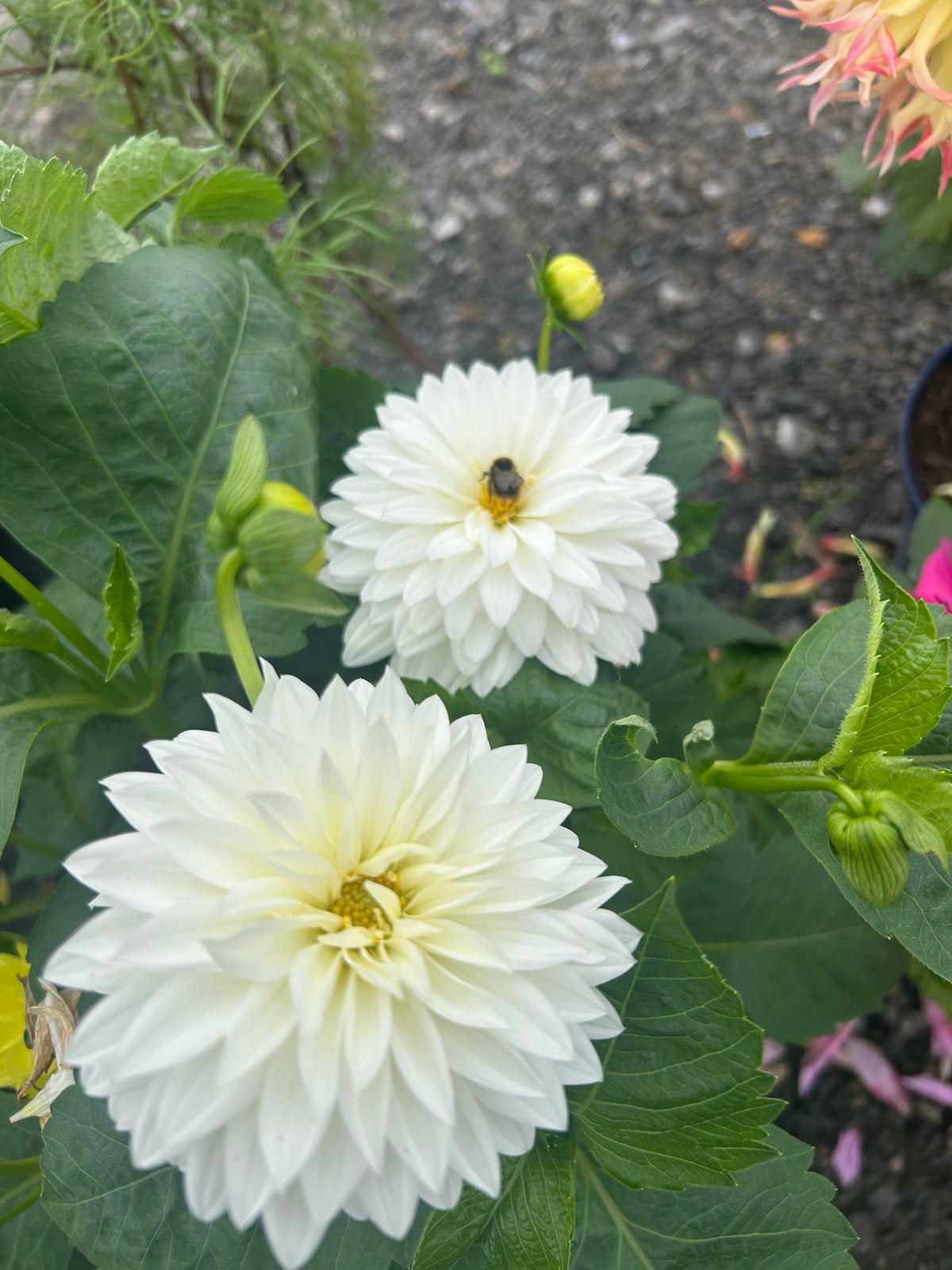 CLASSIC ROOTED DAHLIA CUTTING