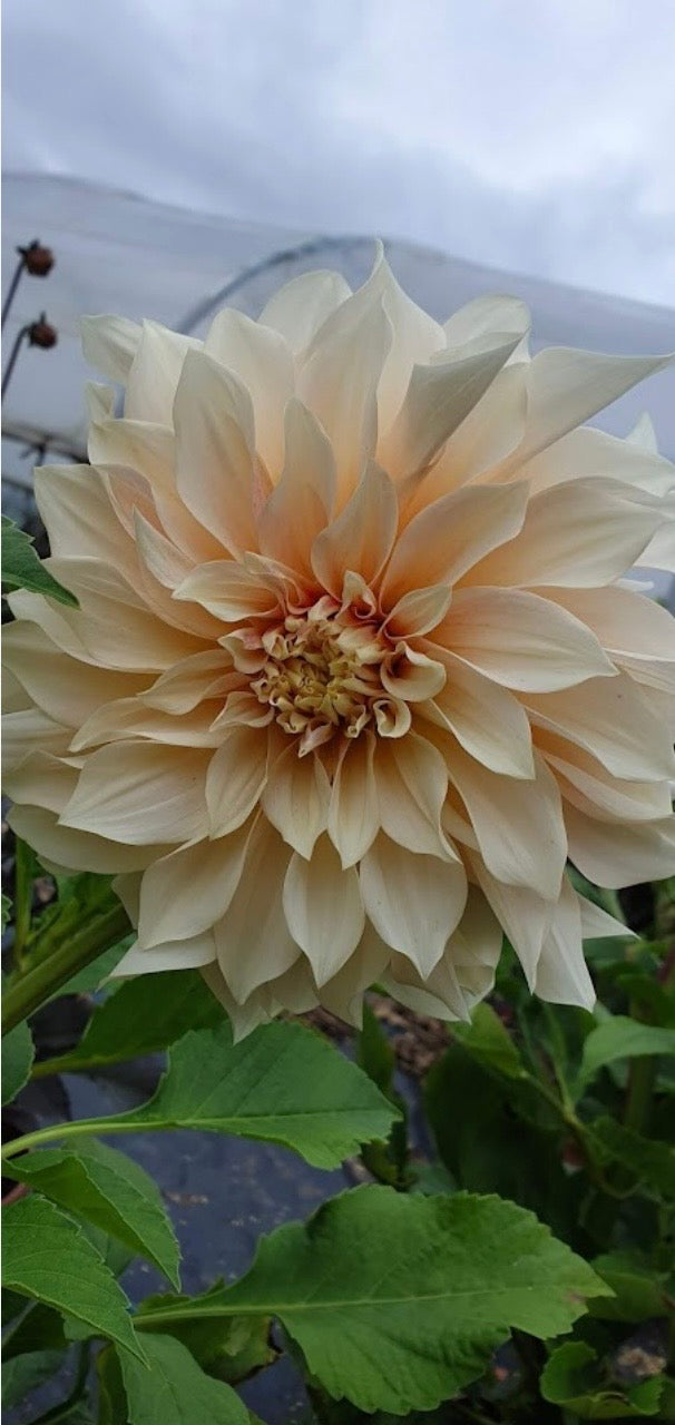 PREMIUM VERY LARGE DAHLIA ROOTED CUTTINGS