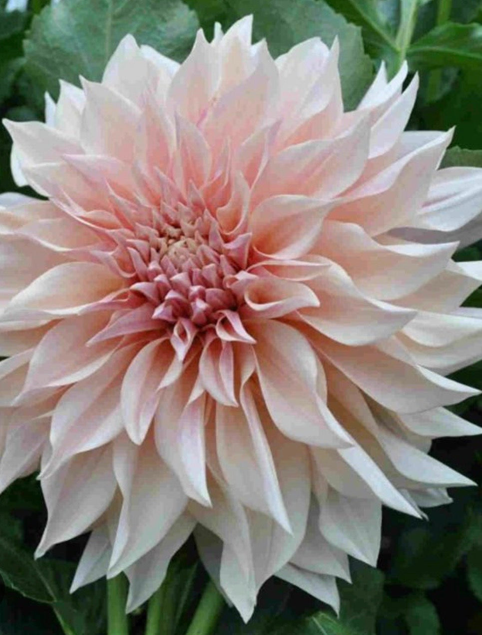 PREMIUM VERY LARGE DAHLIA ROOTED CUTTINGS