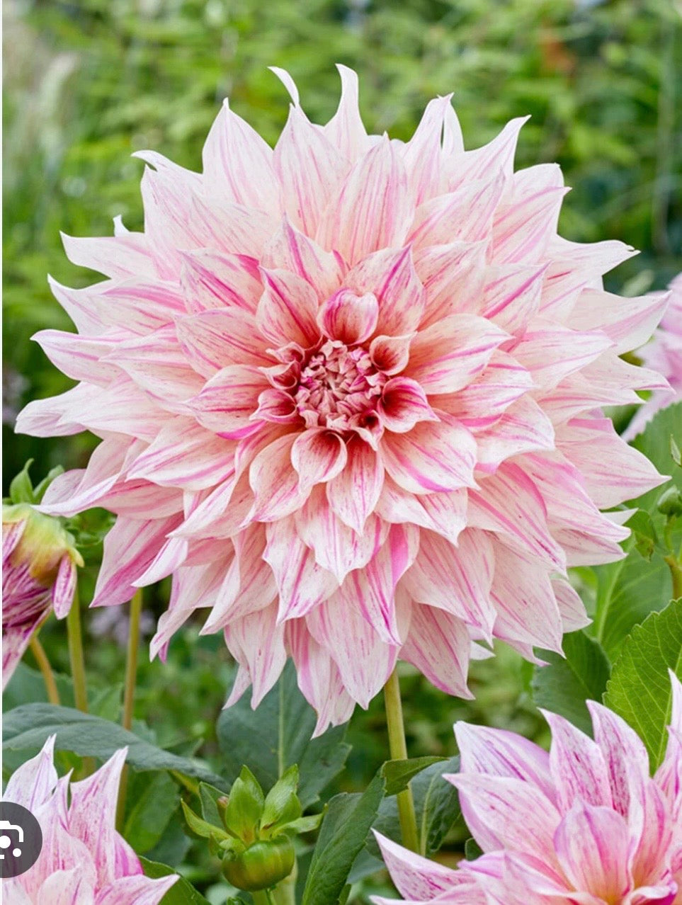 PREMIUM VERY LARGE DAHLIA ROOTED CUTTINGS