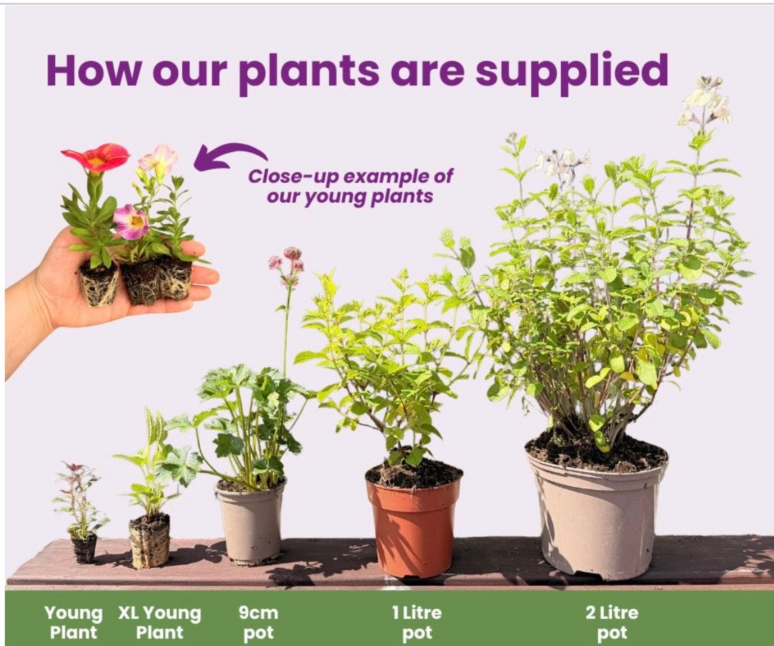 PREMIUM VERY LARGE DAHLIA ROOTED CUTTINGS