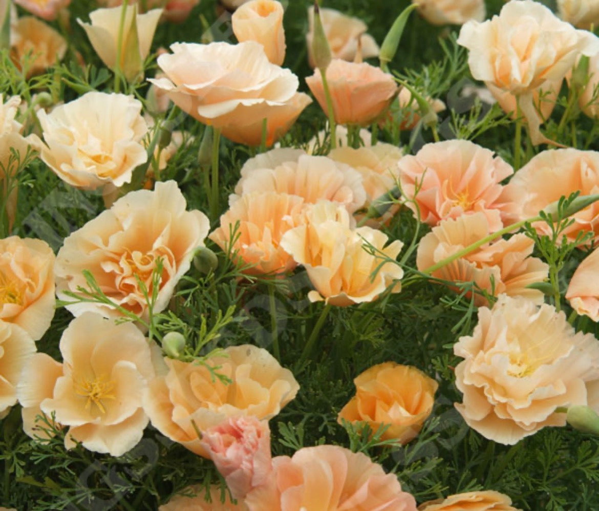 THE CALIFORNIAN POPPY PLUG COLLECTIN