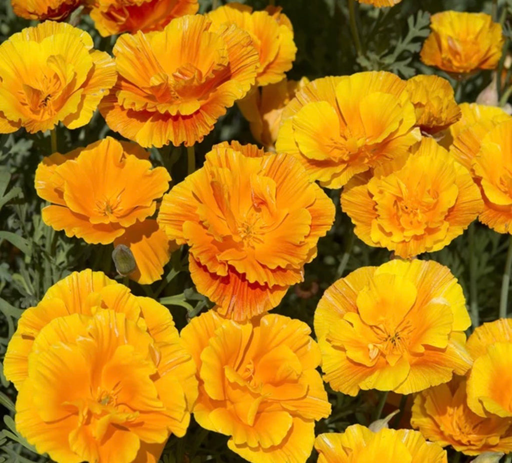 THE CALIFORNIAN POPPY PLUG COLLECTIN