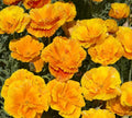 THE CALIFORNIAN POPPY PLUG COLLECTIN