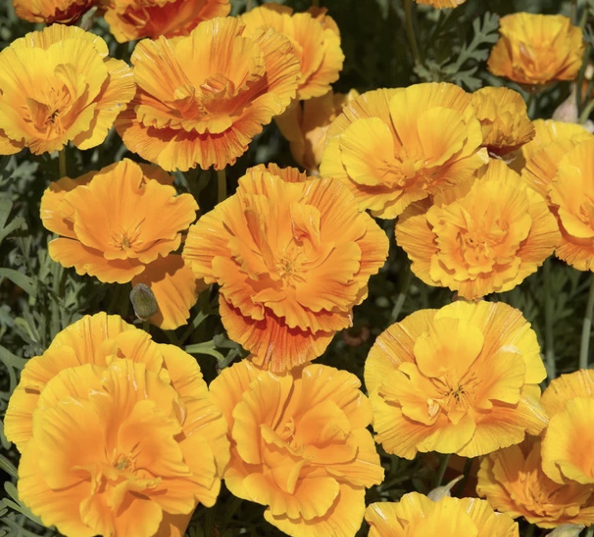 THE CALIFORNIAN POPPY PLUG COLLECTIN