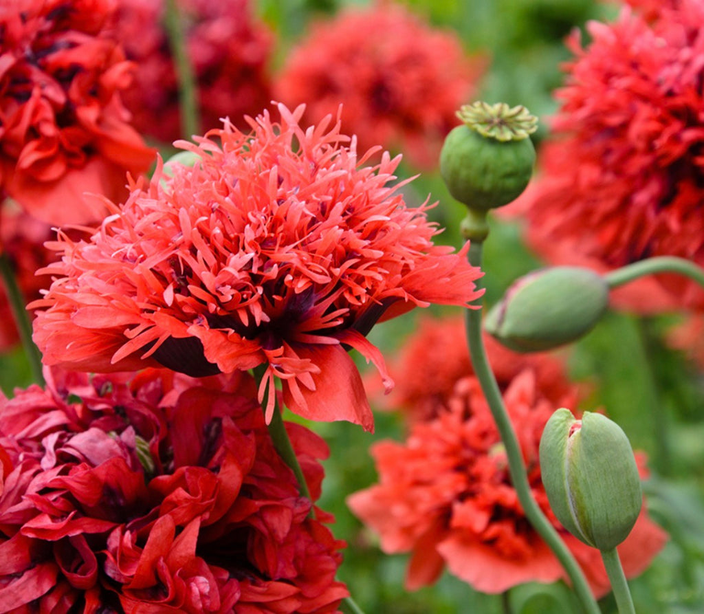 ROSE GARDEN POPPY COLLECTIONS