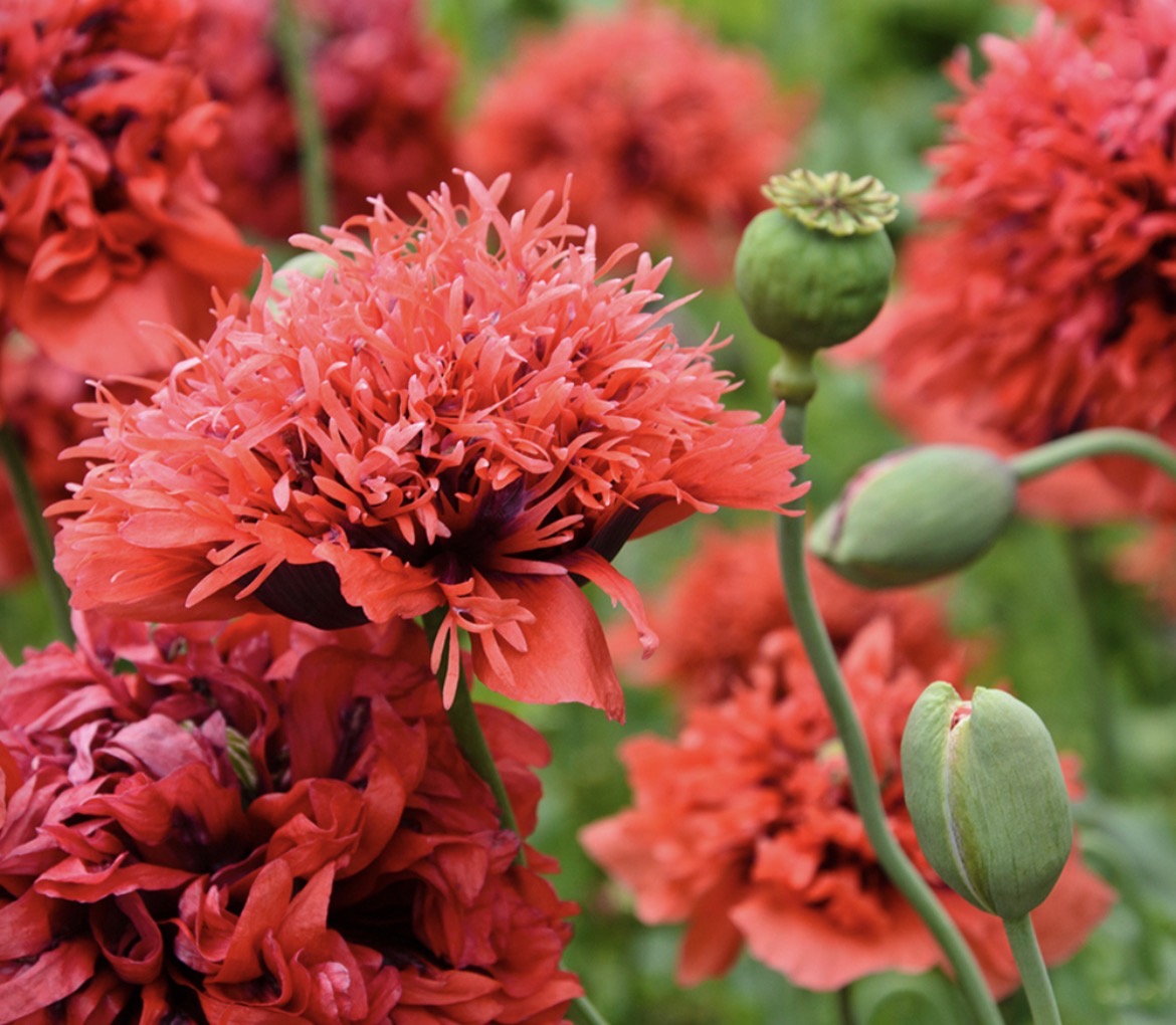 ROSE GARDEN POPPY COLLECTIONS