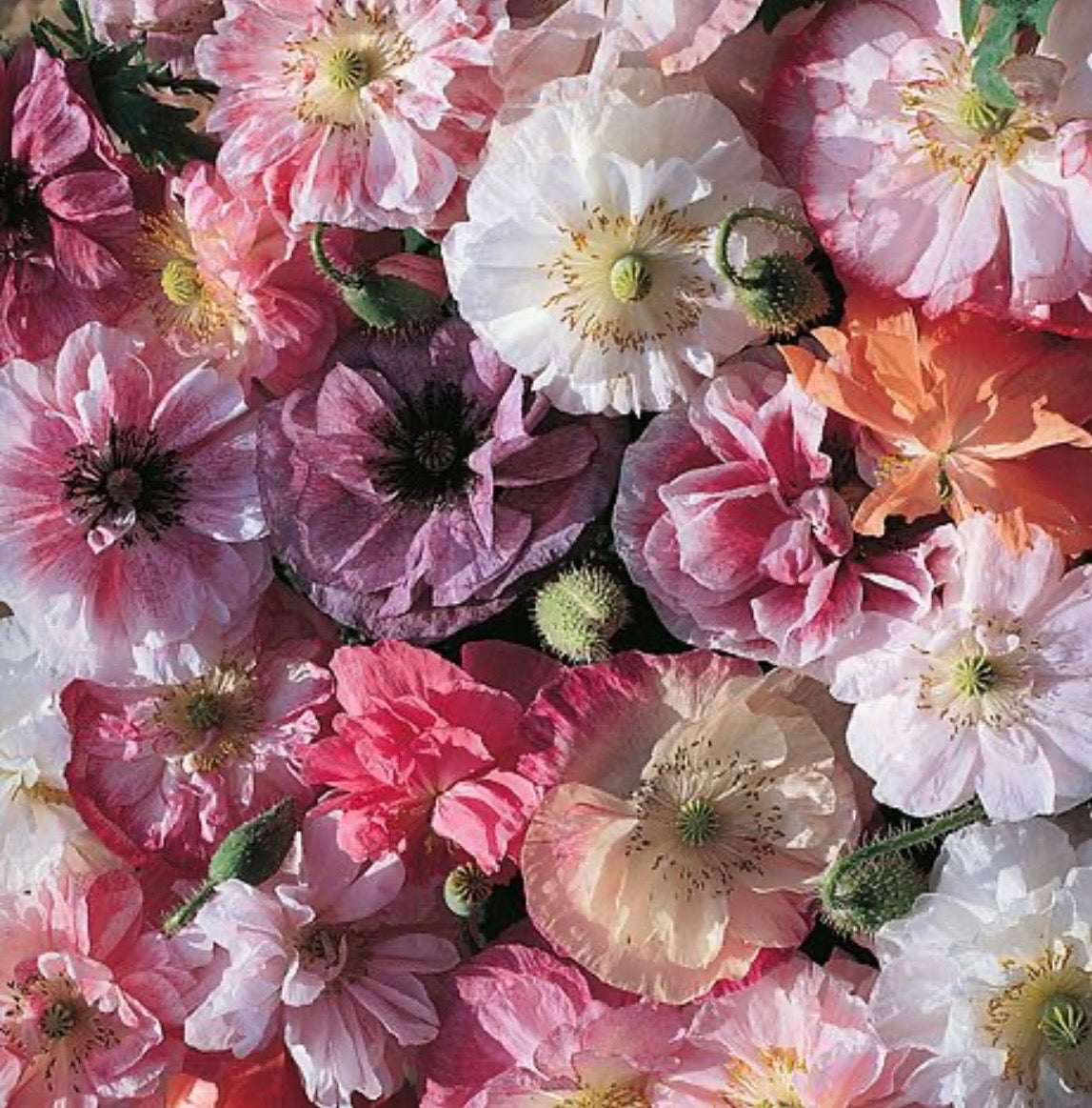 ROSE GARDEN POPPY COLLECTIONS