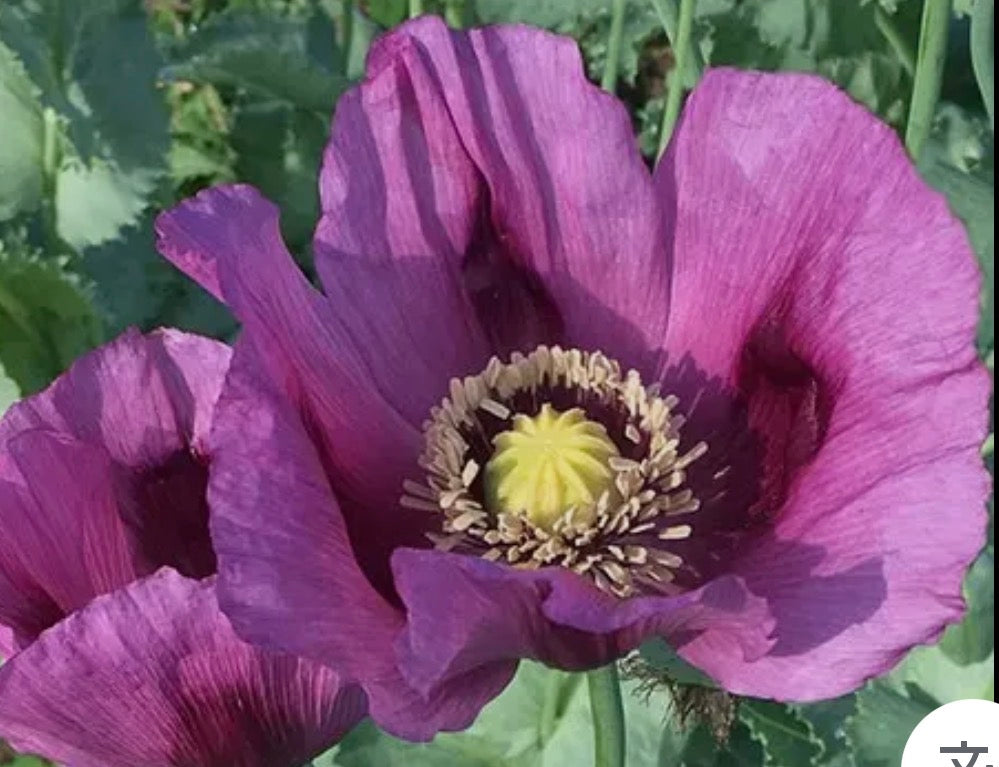 ROSE GARDEN POPPY COLLECTIONS