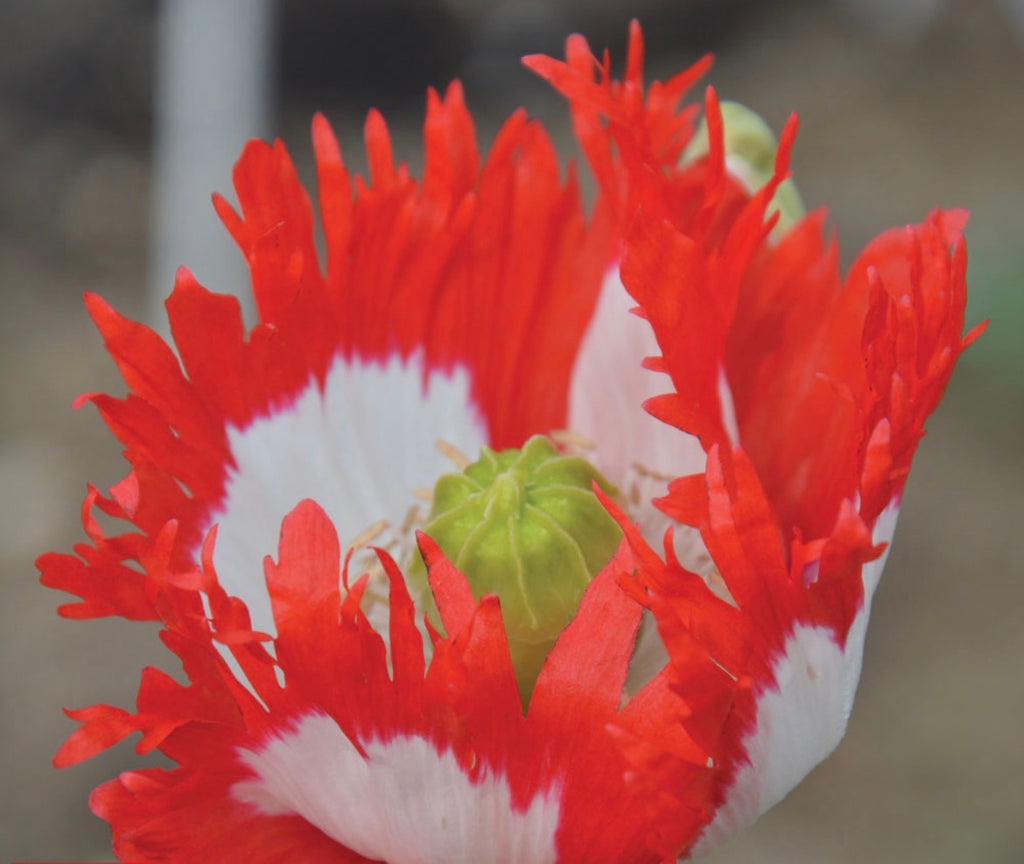 ROSE GARDEN POPPY COLLECTIONS