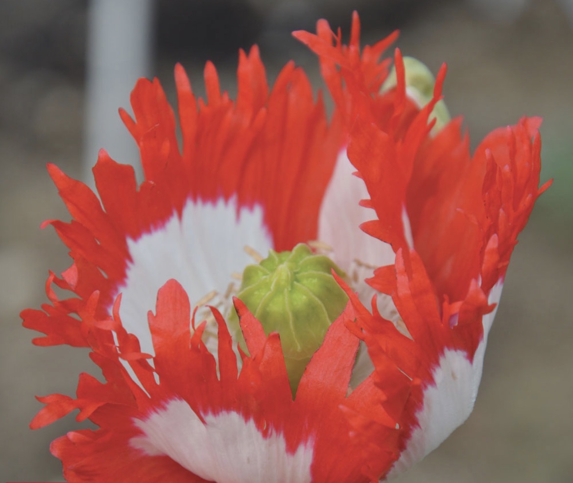 ROSE GARDEN POPPY COLLECTIONS