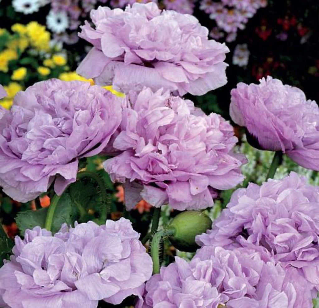 ROSE GARDEN POPPY COLLECTIONS