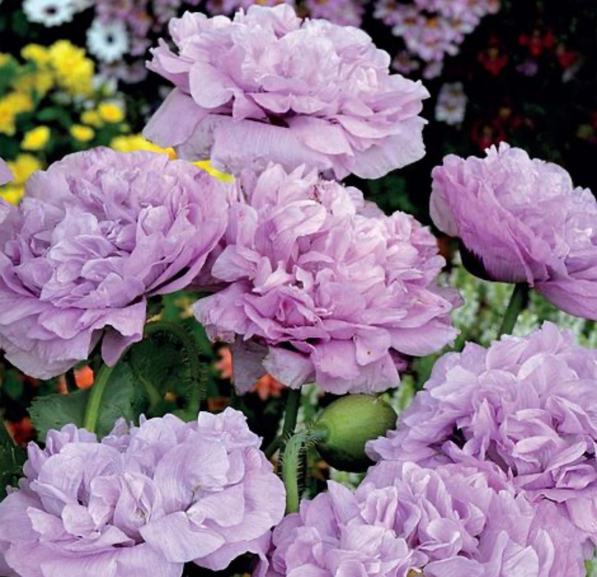 ROSE GARDEN POPPY COLLECTIONS