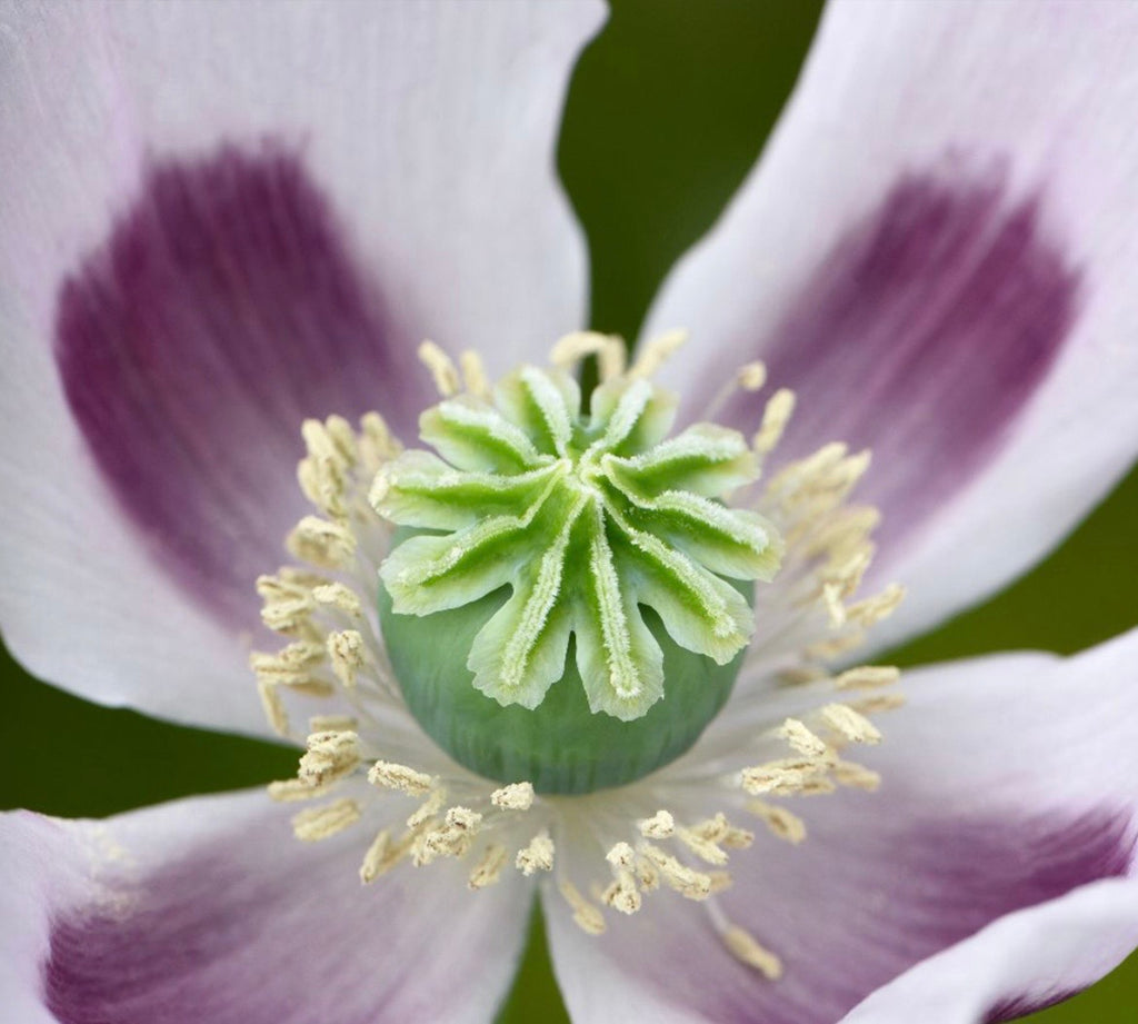 ROSE GARDEN POPPY COLLECTIONS