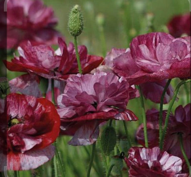 ROSE GARDEN POPPY COLLECTIONS