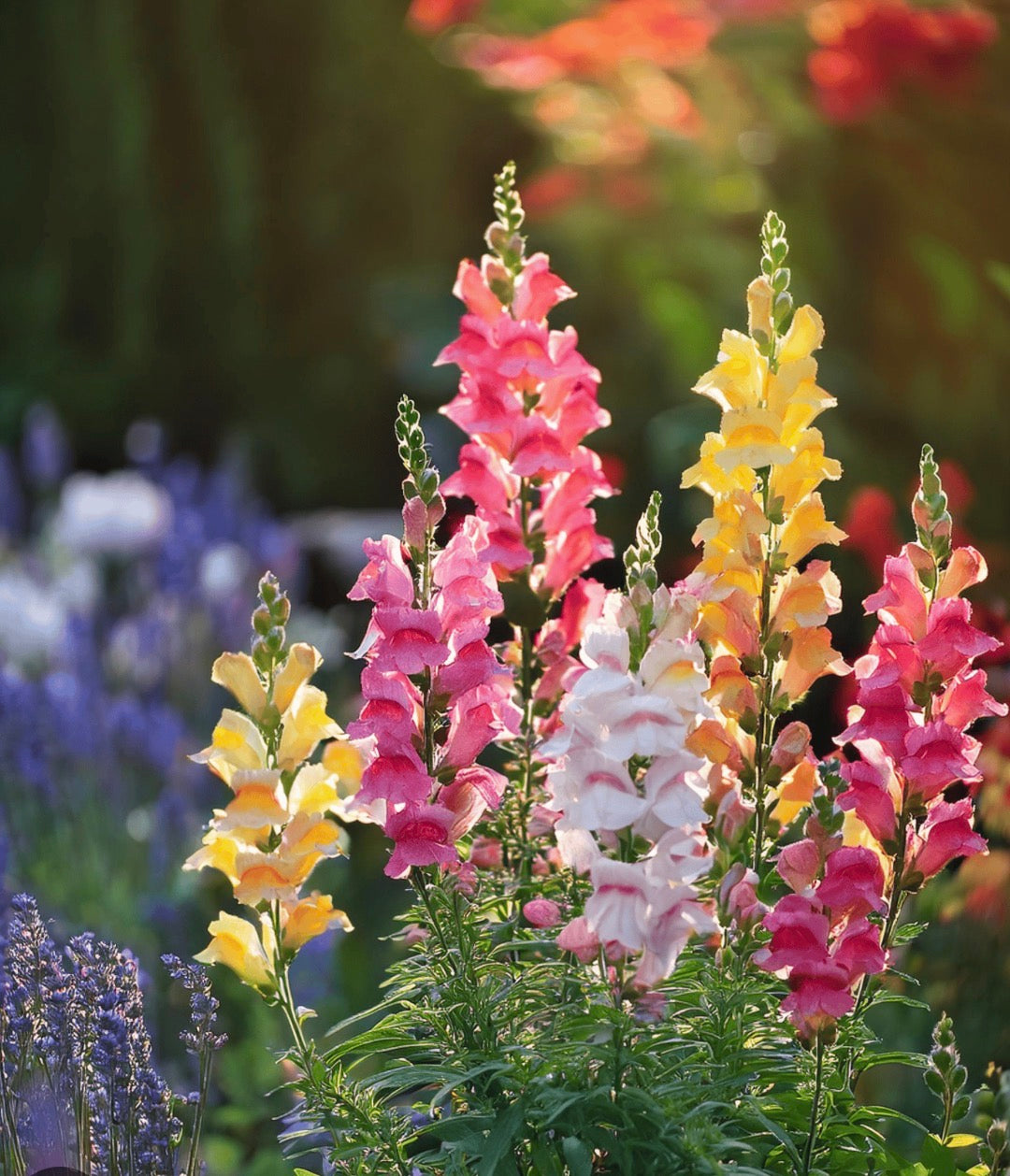 THE COTTAGE GARDEN MIXED COLLECTONS 25 PLUGS