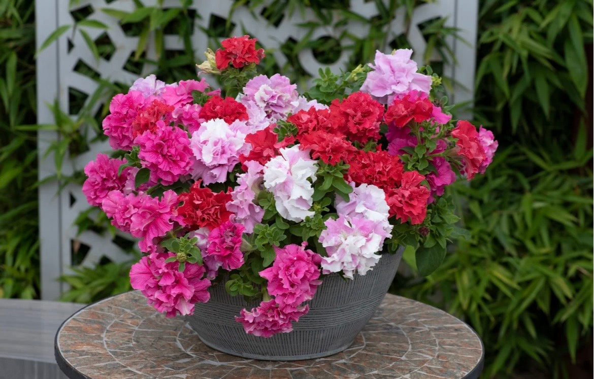 SUMMER BASKET & WINDOW BOX  COLLECTION