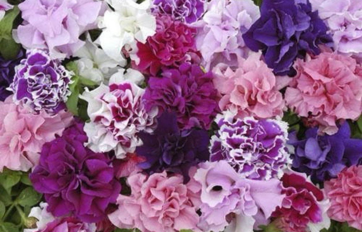SUMMER BASKET & WINDOW BOX  COLLECTION