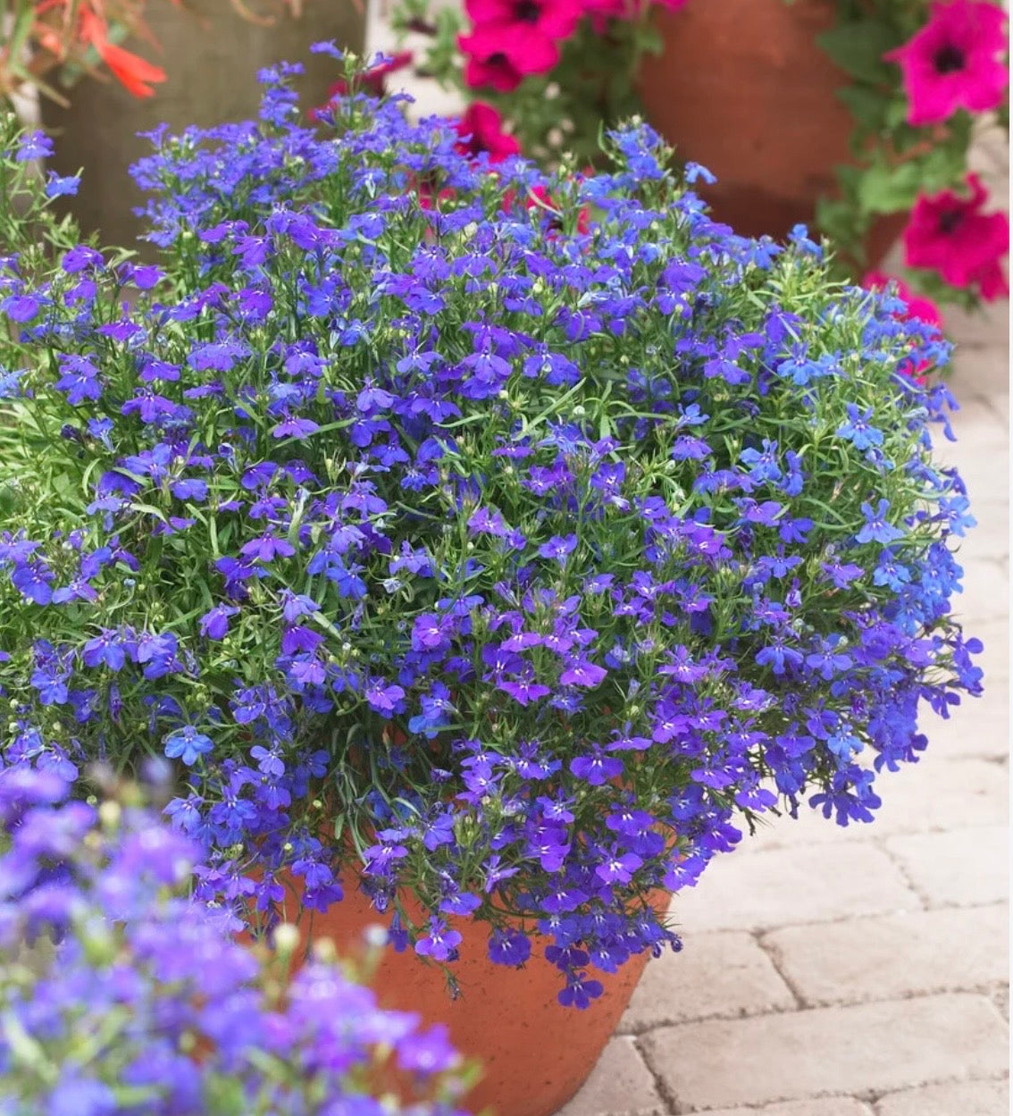 SUMMER BASKET & WINDOW BOX  COLLECTION