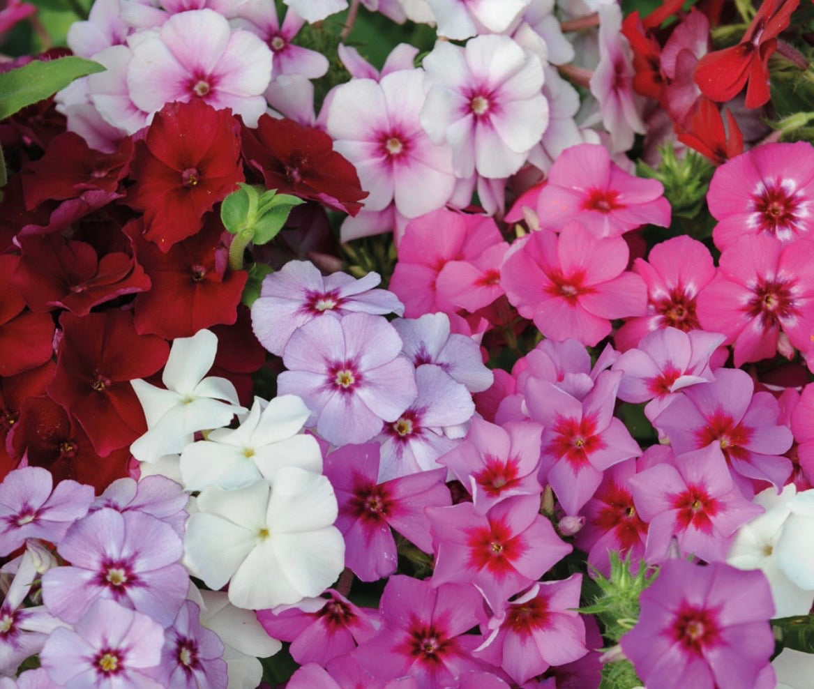 SUMMER BASKET & WINDOW BOX  COLLECTION