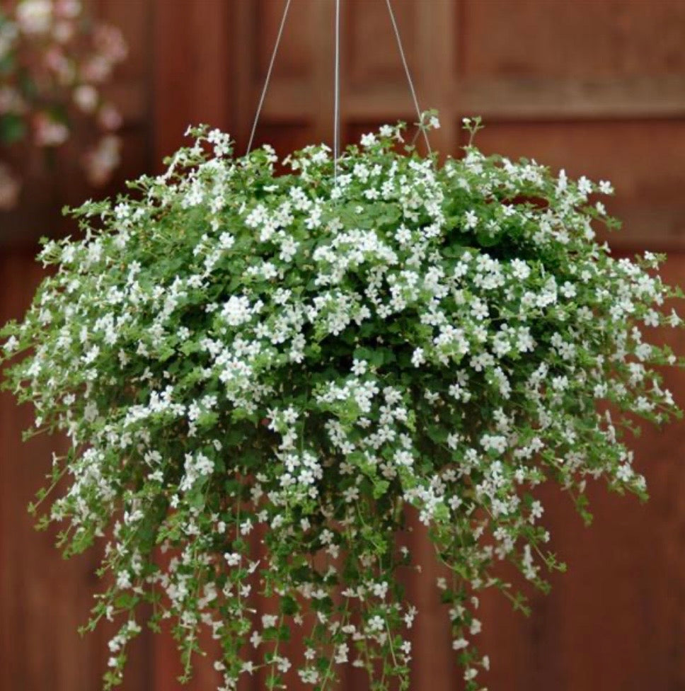 SUMMER BASKET & WINDOW BOX  COLLECTION