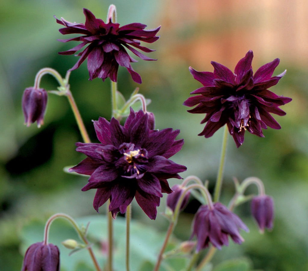 THE ROSE GARDEN PERENNIAL COLLECTION